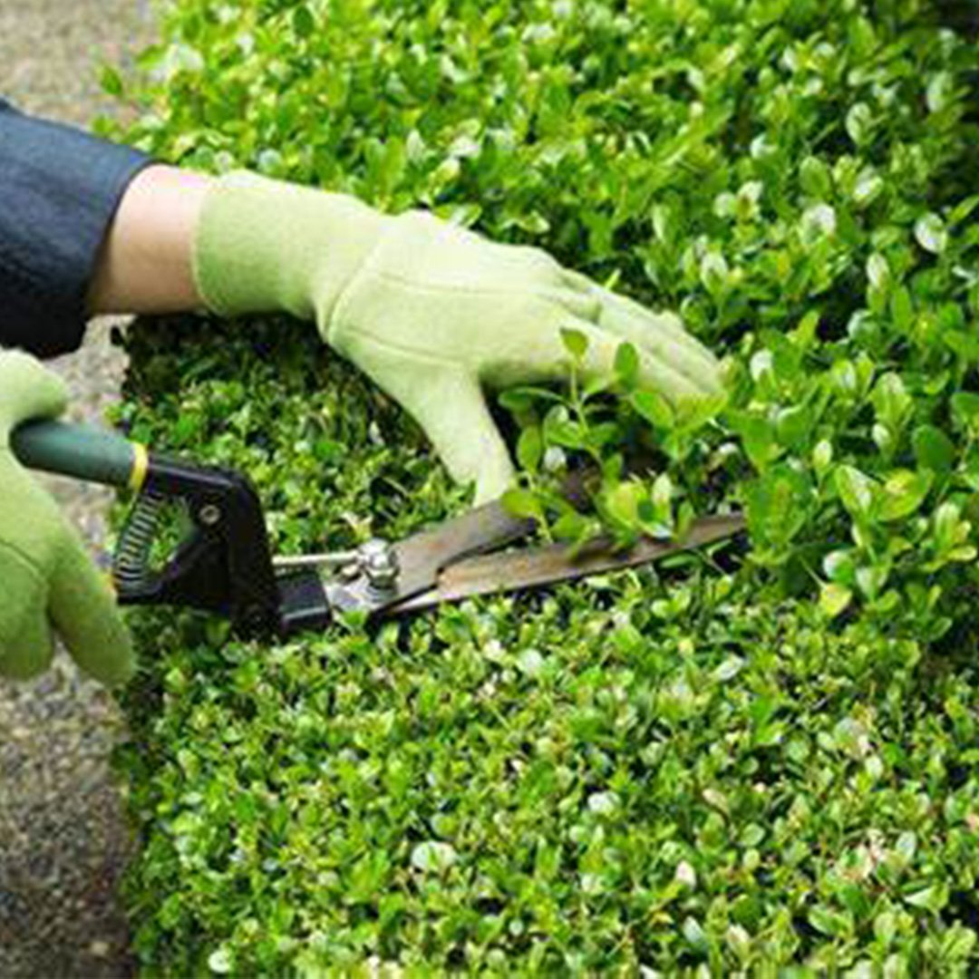 Hedge Trimming & Pruning